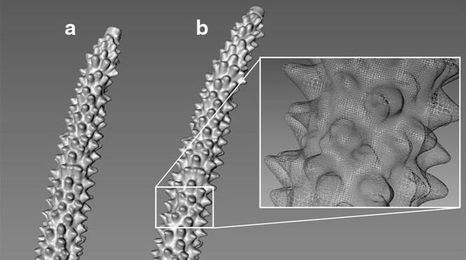 3d scan of living corals