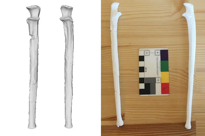 3d printed part lucy skeleton sample meles