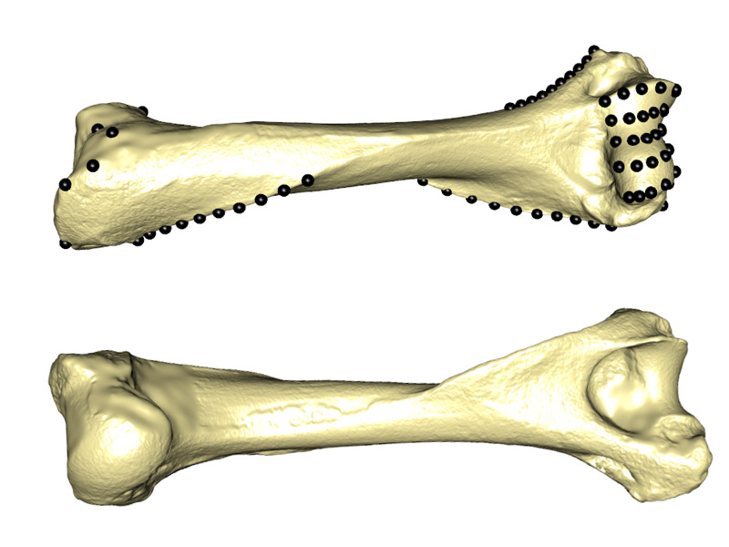 cultural heritage archeology baby skeleton 3d scanning sample meles